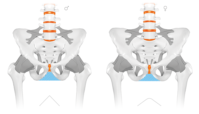 The angle formed by the pubic bones below the pubic symphysis is called  [{Blank}].